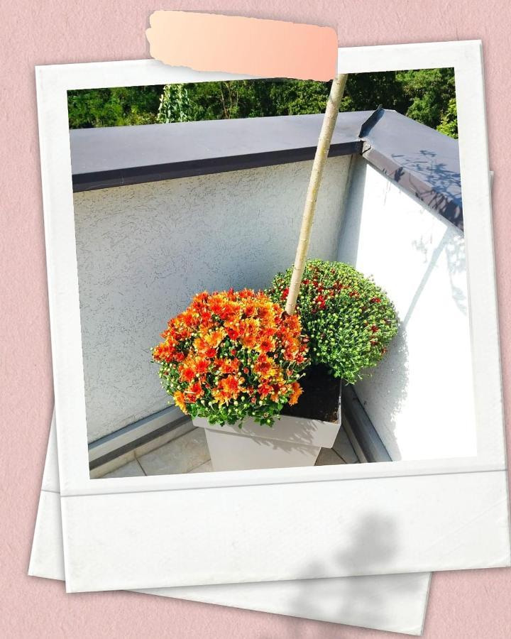 Apartman Japanski Vrt, Centar Vrnjačka Banja Dış mekan fotoğraf